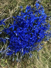 Gentiana brachyphylla brachyphylla