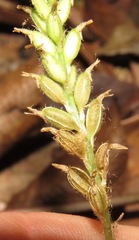 Microchilus hirtellus