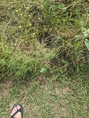 Eragrostis curtipedicellata