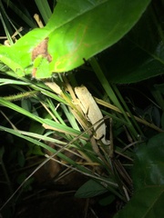 Rieppeleon kerstenii