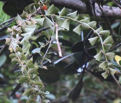 Passiflora penduliflora