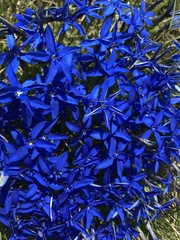 Gentiana brachyphylla brachyphylla