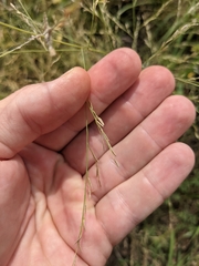 Eragrostis curtipedicellata