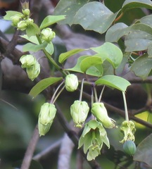 Passiflora penduliflora