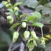 Passiflora penduliflora - Photo (c) Rich Hoyer, some rights reserved (CC BY-NC-SA), uploaded by Rich Hoyer