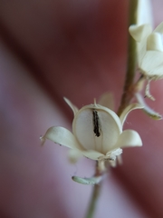 Linaria simplex image