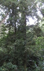 Podocarpus purdieanus