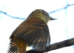 Attila spadiceus