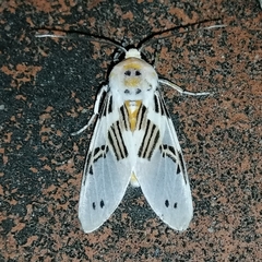 Idalus daga