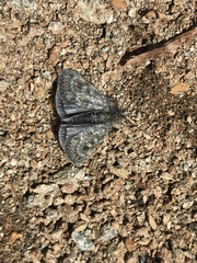 Metaxmeste phrygialis
