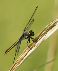 Libellula axilena