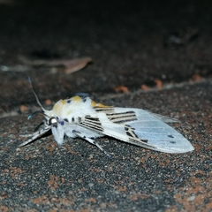 Idalus daga