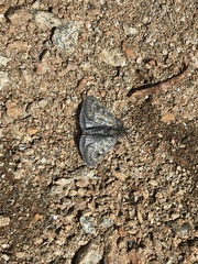 Metaxmeste phrygialis