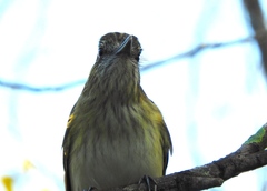 Attila spadiceus