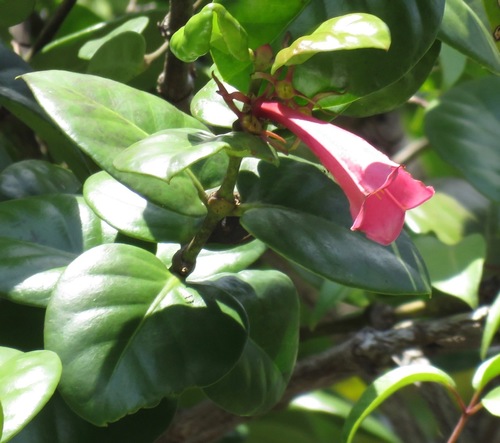 Portlandia coccinea