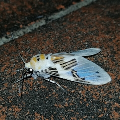 Idalus daga