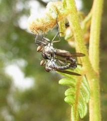 Homalocnemis