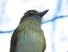 Attila spadiceus