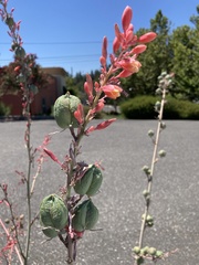 Hesperaloe