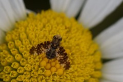 Oxyna nebulosa