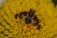 Oxyna nebulosa