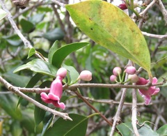 Schlegelia parasitica