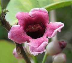 Schlegelia parasitica