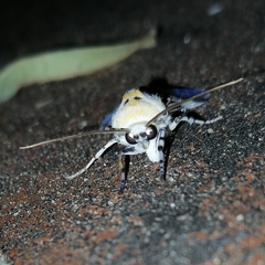 Idalus daga