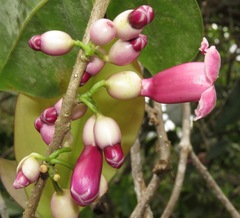 Schlegelia parasitica