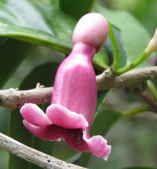 Schlegelia parasitica