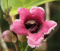 Schlegelia parasitica