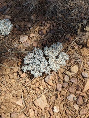Eriogonum kennedyi austromontanum