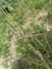 Digitaria californica