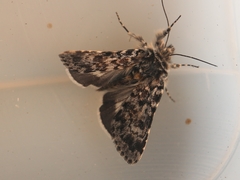 Anarta melanopa