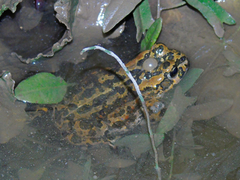 Bufotes latastii