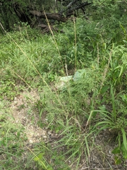 Digitaria californica