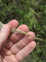 Digitaria californica
