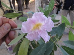 Tabebuia heterophylla