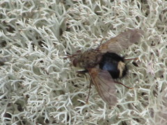 Epalpus