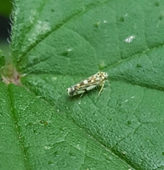 Eupteryx urticae
