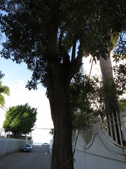 Tabebuia heterophylla