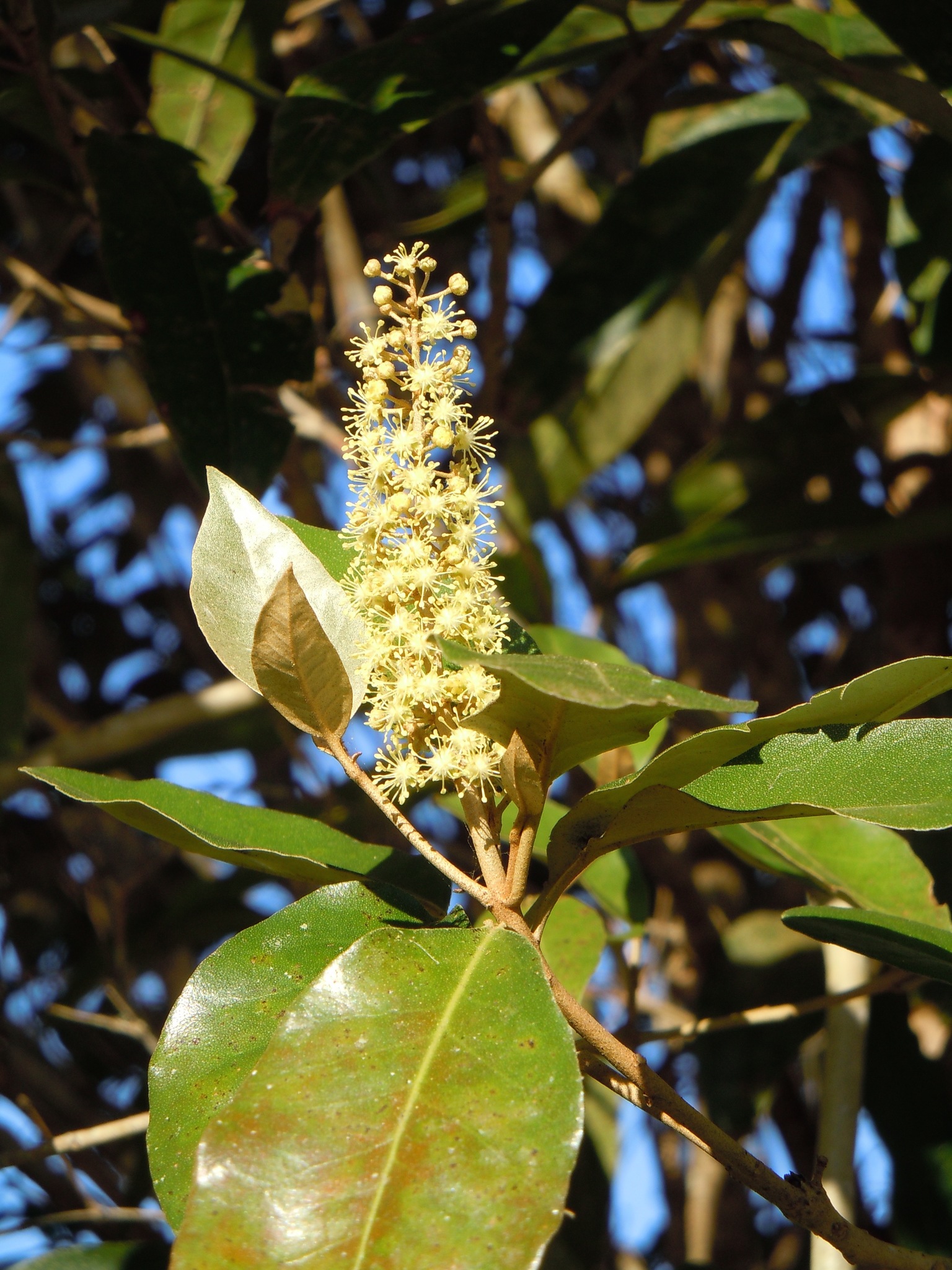 Croton insularis