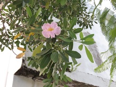 Tabebuia heterophylla