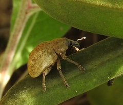 Hyperinae