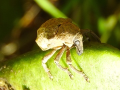 Hyperinae