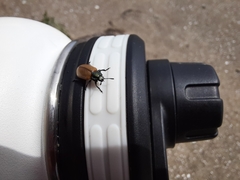 Chrysomela crotchi