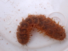 Lepidonotus squamatus