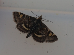 Pyrausta porphyralis