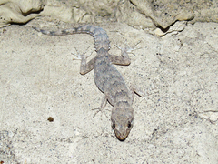 Altiphylax stoliczkai