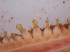 Lepidonotus squamatus